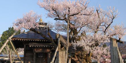 山形県のお花見・桜の名所（2021）夜桜・ライトアップや桜祭りも