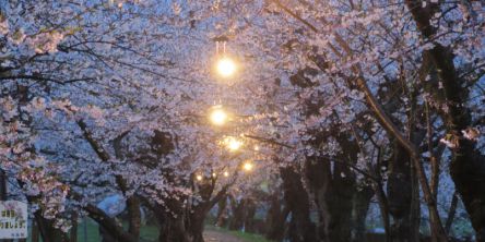 秋田県のお花見・桜の名所（2021）夜桜・ライトアップや桜祭りも