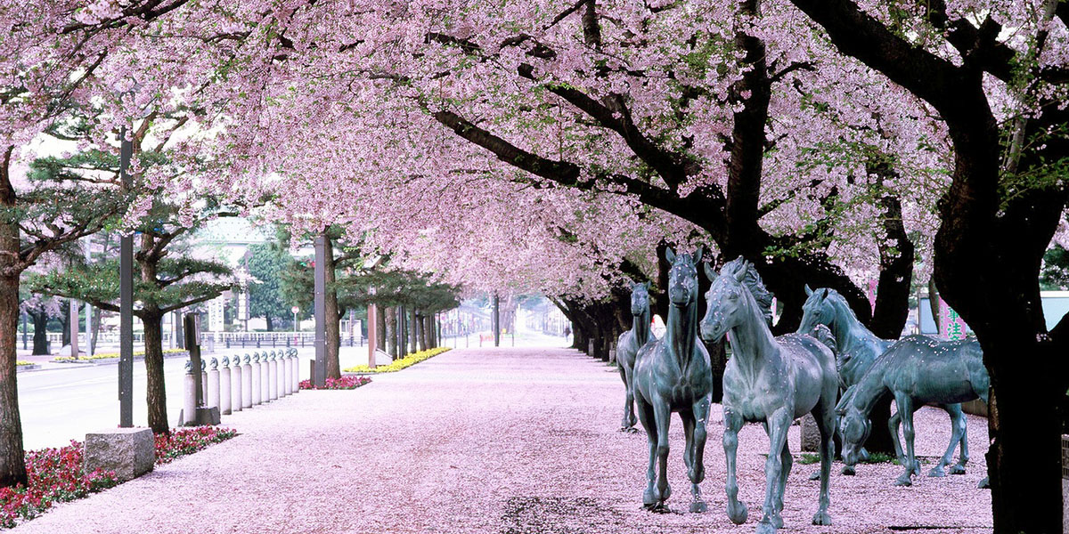 青森県のお花見 桜の名所 21 夜桜 ライトアップや桜祭りも るるぶ More