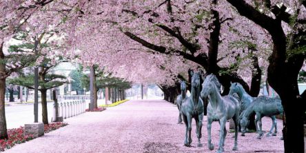 青森県のお花見・桜の名所（2021）夜桜・ライトアップや桜祭りも
