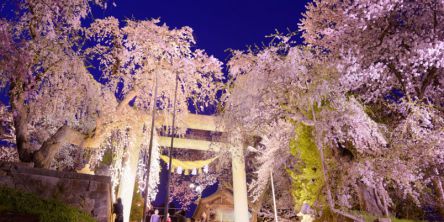 全国の夜桜ライトアップの名所（2021）お花見デートにおすすめ！