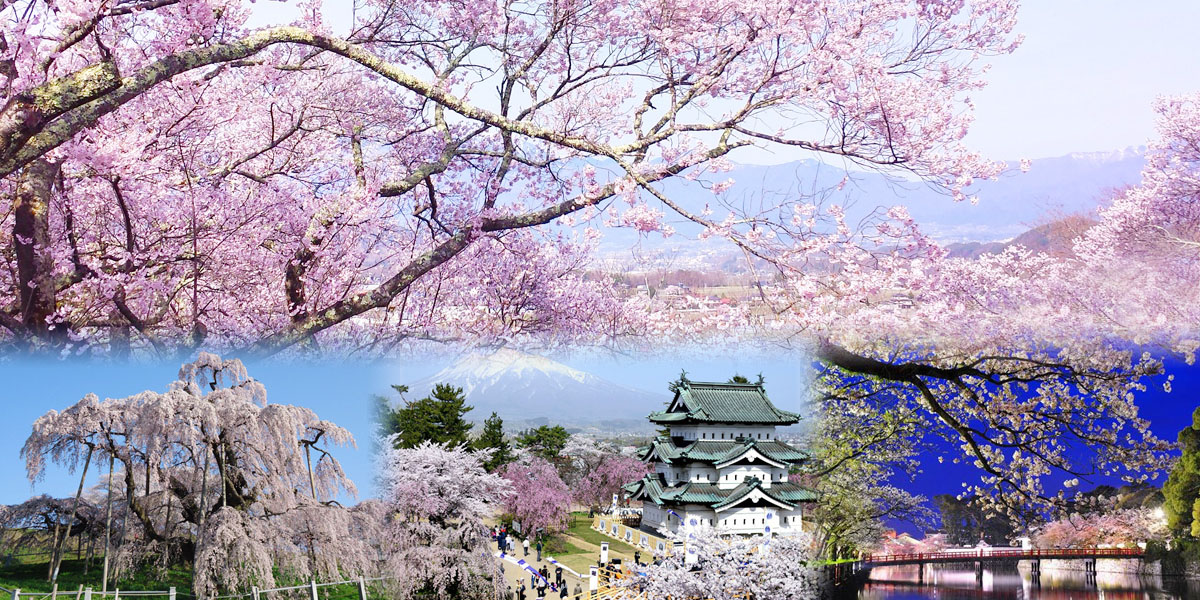 全国のお花見 桜名所 21 夜桜ライトアップや桜祭りも満載 るるぶ More