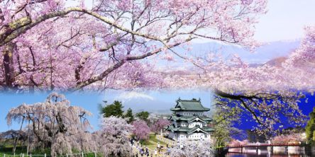 全国のお花見・桜名所（2021）夜桜ライトアップや桜祭りも満載！