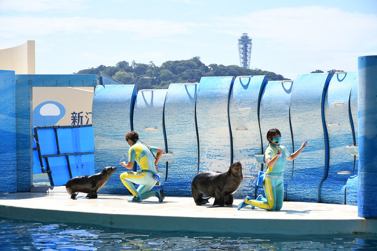 チケット割引あり 新江ノ島水族館 えのすい の 春のイベント を1 楽しむには るるぶ More