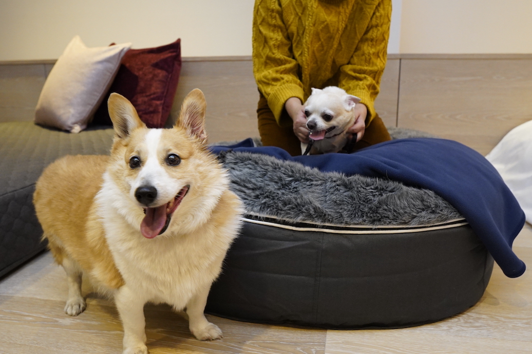 星野リゾート リゾナーレ八ヶ岳 で愛犬とワンダフルtrip 宿泊体験レポ るるぶ More