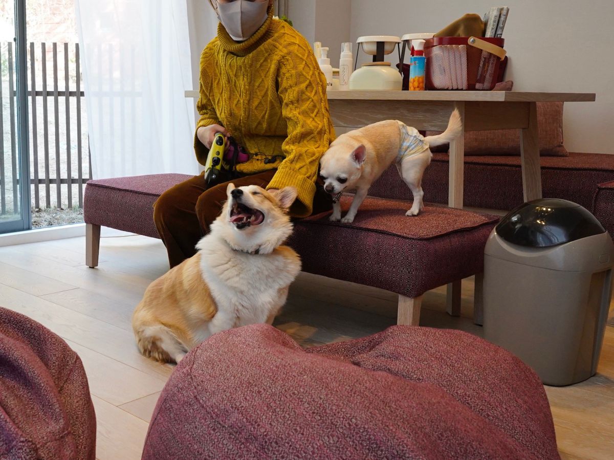 星野リゾート リゾナーレ八ヶ岳 で愛犬とワンダフルtrip 宿泊体験レポ るるぶ More