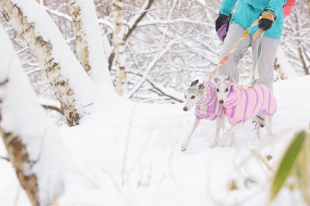 星野リゾート リゾナーレ八ヶ岳 で愛犬とワンダフルtrip 宿泊体験レポ るるぶ More