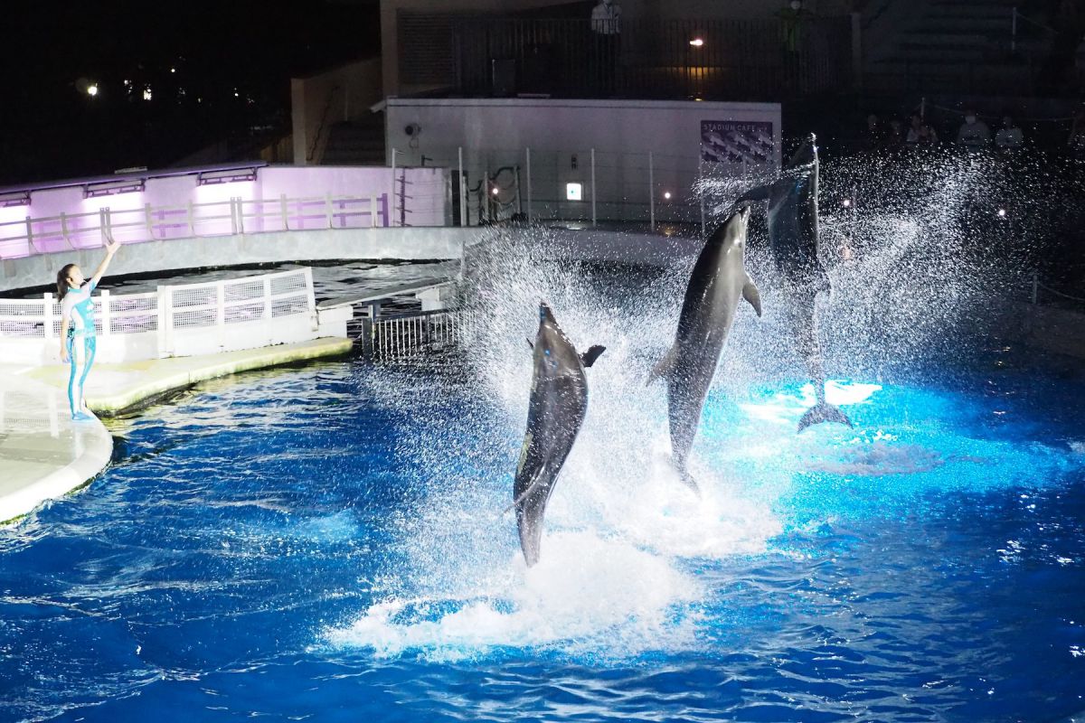 京都水族館 で京都の夜の通な楽しみ方を 幻想的な空間でいきものたちと過ごす 夜のすいぞくかん るるぶ More