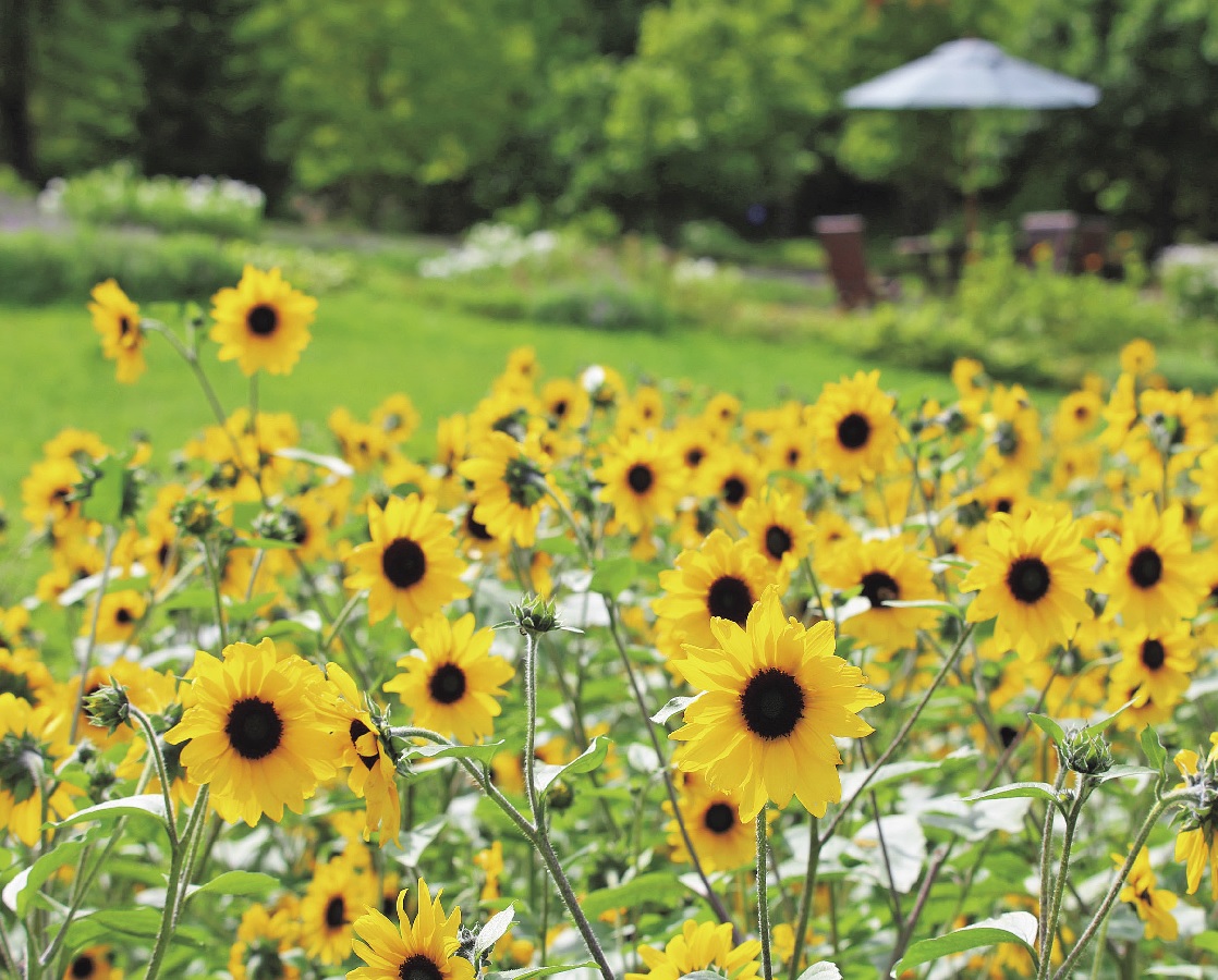 四季折々の花畑でパワーチャージ 札幌 国営滝野すずらん丘陵公園 るるぶ More