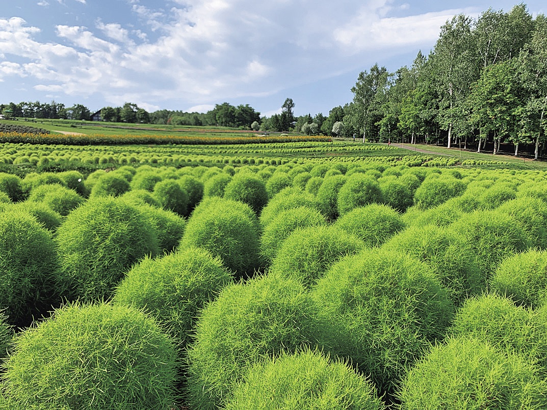 四季折々の花畑でパワーチャージ 札幌 国営滝野すずらん丘陵公園 るるぶ More