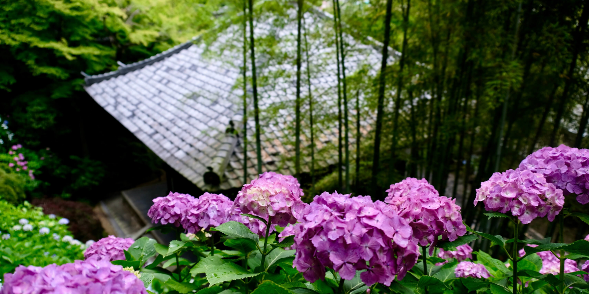 21 鎌倉 長谷寺のあじさい 初夏の鎌倉は花の寺へ 色彩が鮮やかに踊る長谷寺の あじさい路 るるぶ More