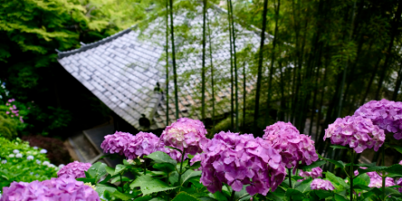 【2021】鎌倉・長谷寺のあじさい｜初夏の鎌倉は花の寺へ。色彩が鮮やかに踊る長谷寺の「あじさい路」