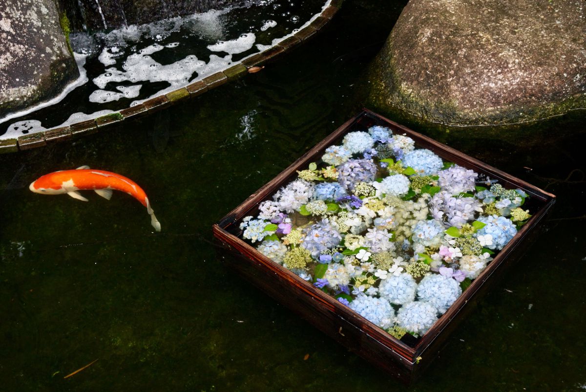 21 鎌倉 長谷寺のあじさい 初夏の鎌倉は花の寺へ 色彩が鮮やかに踊る長谷寺の あじさい路 るるぶ More