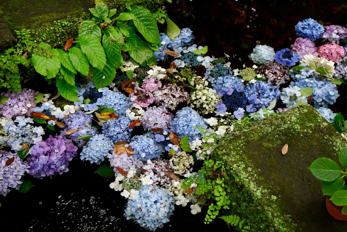 21 鎌倉 長谷寺のあじさい 初夏の鎌倉は花の寺へ 色彩が鮮やかに踊る長谷寺の あじさい路 るるぶ More