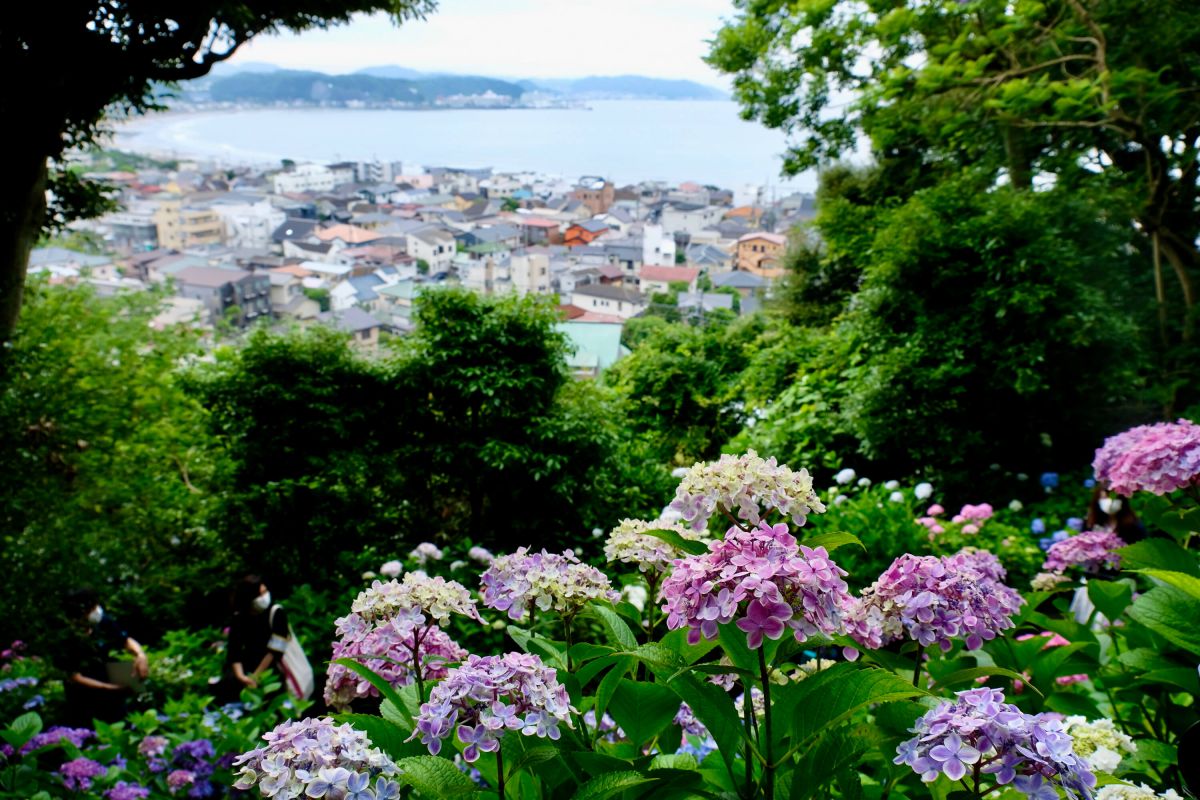 21 鎌倉 長谷寺のあじさい 初夏の鎌倉は花の寺へ 色彩が鮮やかに踊る長谷寺の あじさい路 るるぶ More