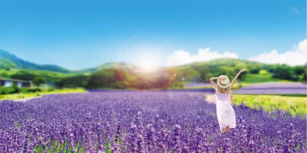 関東最大級の花絶景！5万株のラベンダーが咲き誇る「たんばらラベンダーパーク」7月10日（土）より営業開始