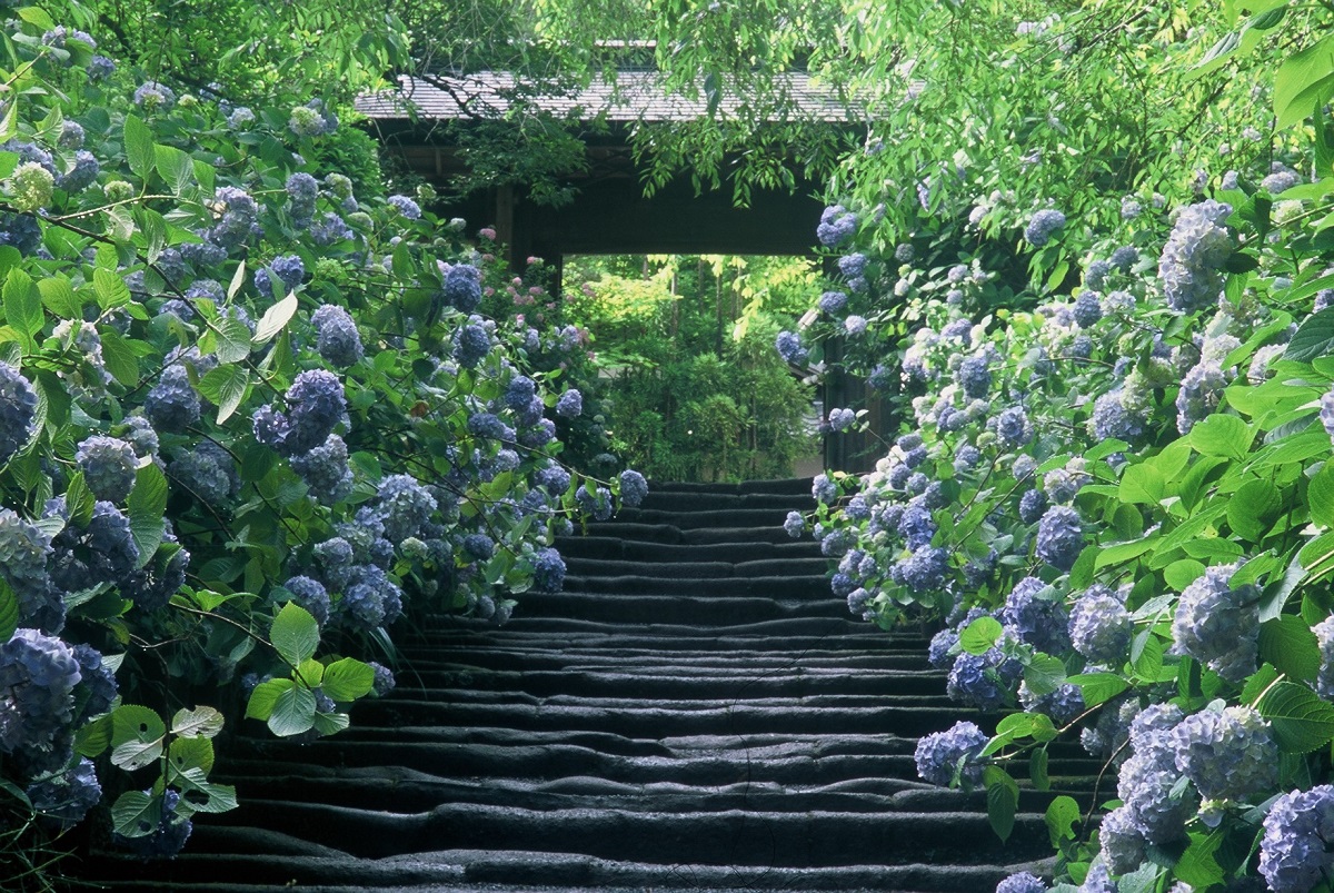 21 鎌倉のあじさい 17選 明月院 長谷寺の人気スポットからゆっくり散策できる穴場まで 目から楽しむ鎌倉の紫陽花