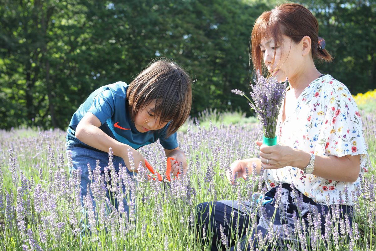 関東最大級の花絶景 5万株のラベンダーが咲き誇る たんばらラベンダーパーク 7月10日 土 より営業開始 るるぶ More