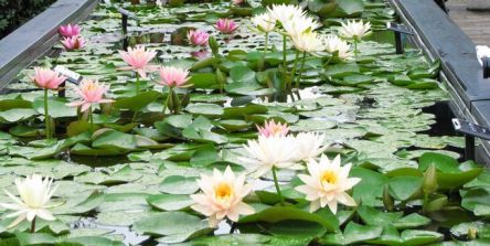 草津市立水生植物公園みずの森のスイレンが見頃に。朝に花開く「スイレン展」開催