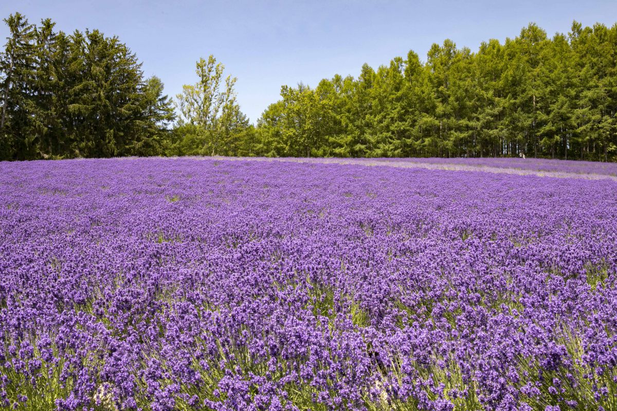 ラベンダーといえばココ 富良野 ファーム富田 で見るべき花畑 るるぶ More