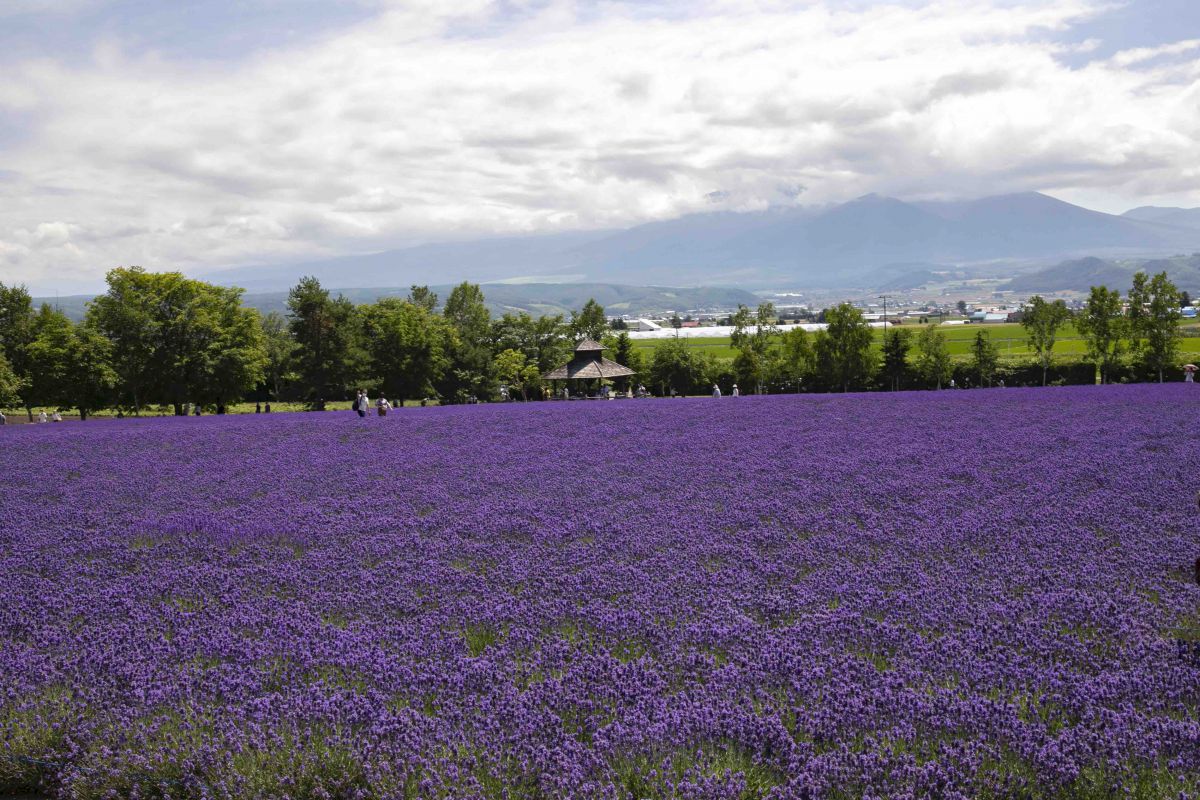ラベンダーといえばココ 富良野 ファーム富田 で見るべき花畑 るるぶ More