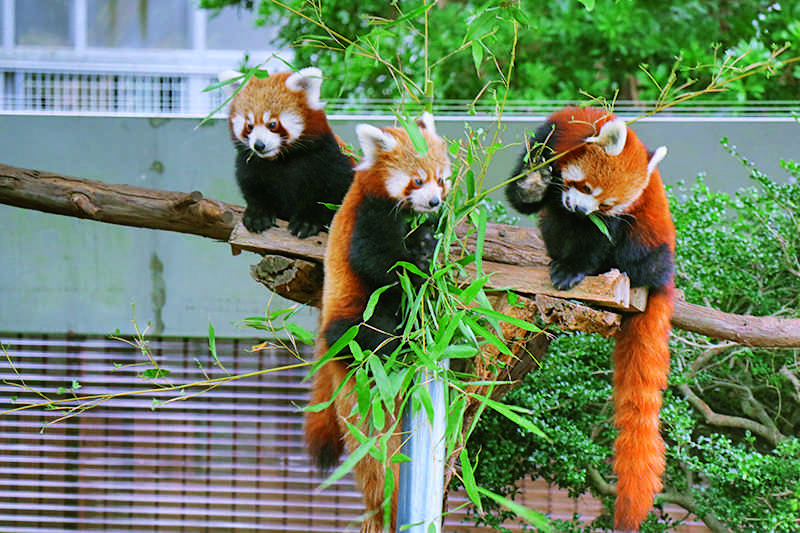 かわいい動物たちにふれあえる 伊豆のテーマパーク５ るるぶ More