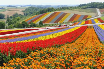 美瑛の丘はカラフルな花じゅうたん！　「四季彩の丘」で花絶景