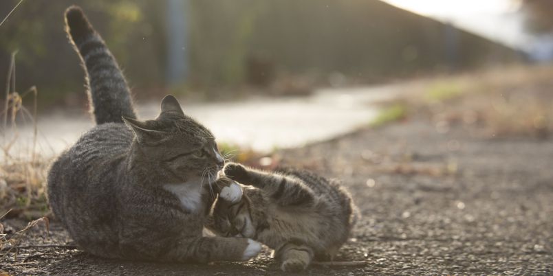 Amazon.co.jp: 癒やしの空間 センチメンタル 猫 ネコ 夕陽 沖縄