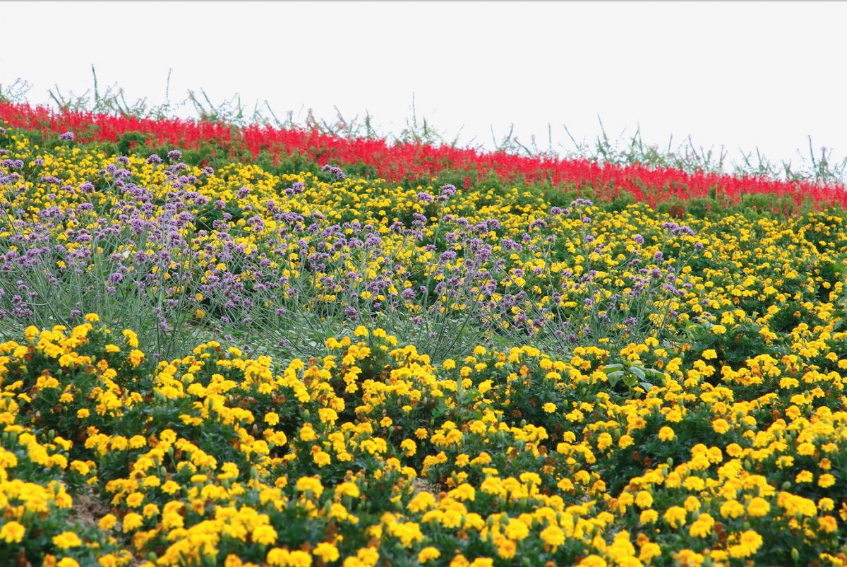 富良野屈指の花畑 かんのファーム あの5人みたいな５本の木も丘の上に るるぶ More