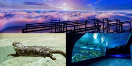 【沖縄】リニューアルした「DMMかりゆし水族館」を徹底解説！ 映像・光・音で魅せる展示をご紹介