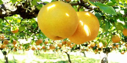 福島県でおすすめの梨狩り（2021）時期や食べ放題、品種は？