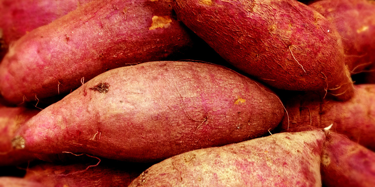 岡山県でおすすめのさつまいも掘りスポット21 時期 10月