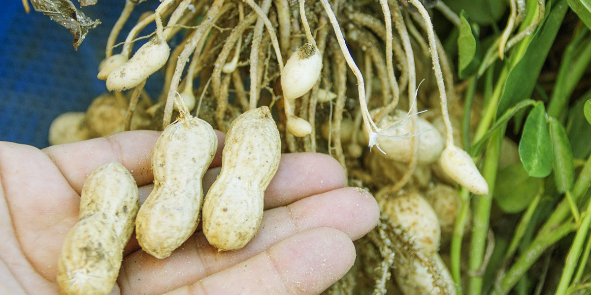 茹で落花生が最高 落花生の収穫体験おすすめスポット21