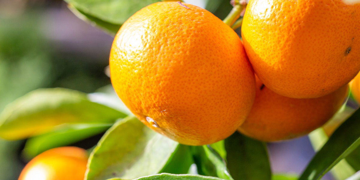 福岡県でおすすめのみかん狩り 21 時期や品種は