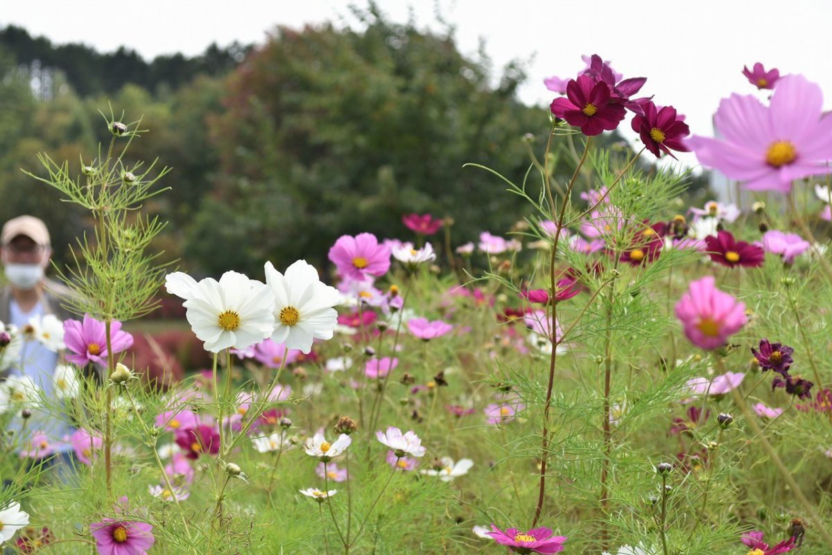 可憐なコスモスと情熱色のコキアが競う 秋色に染まる ゆにガーデン るるぶ More