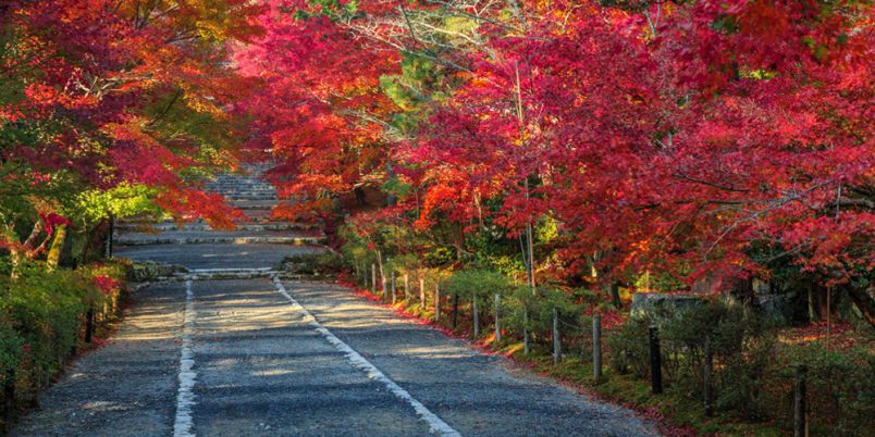 【京都】嵐山から少し足を延ばして。嵯峨野にある紅葉の穴場・二尊院で紅葉狩り