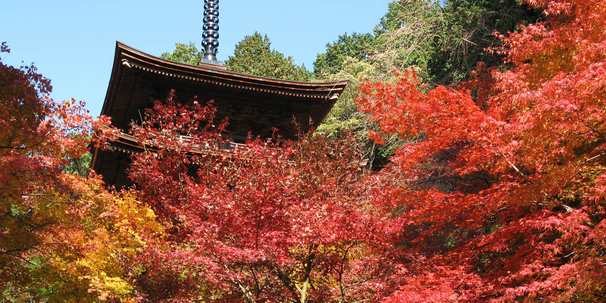 滋賀県でおすすめの紅葉名所 見頃やライトアップなどの21年情報