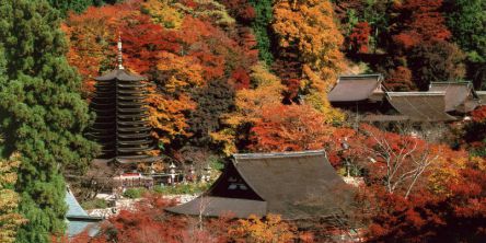 奈良県でおすすめの紅葉名所～見頃やライトアップなどの2021年情報～