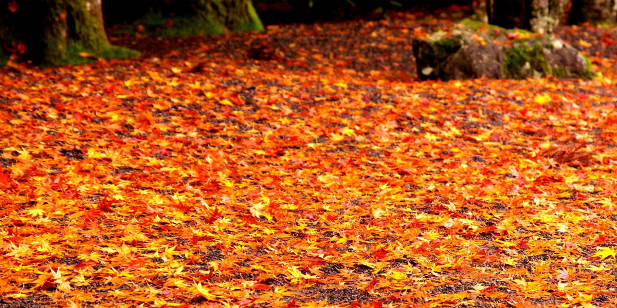 和歌山県でおすすめの紅葉名所 見頃などの21年情報