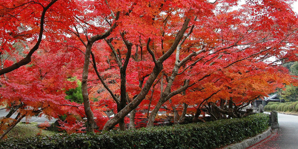 山口県でおすすめの紅葉名所 見頃などの21年情報