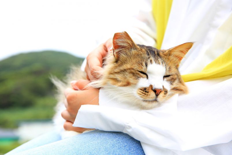 2ページ目】ウワサの猫島へ行ってみた♪もふもふ癒され旅を大分・深島