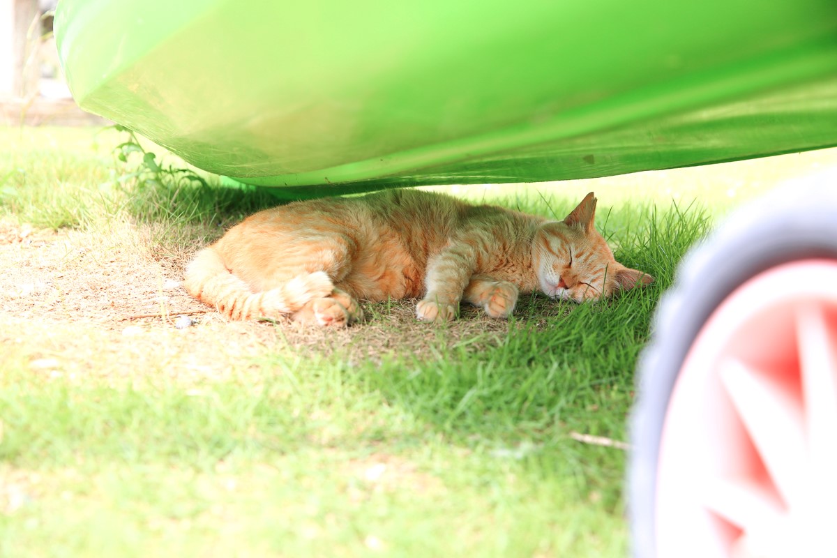 ウワサの猫島へ行ってみた♪もふもふ癒され旅を大分・深島で体験