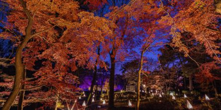 紅葉とイルミネーションの競演！国営武蔵丘陵森林公園で約20種類・500本の「紅葉見（もみじみ）ナイト」開催！