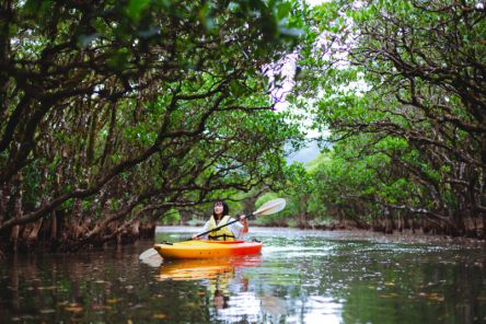 【奄美】マングローブカヌー体験レポート！水上アクティビティで大自然を体感