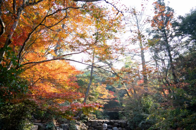 【2021年】宮島の紅葉谷公園で秋景色を満喫！見頃や撮影スポットへの行き方は？