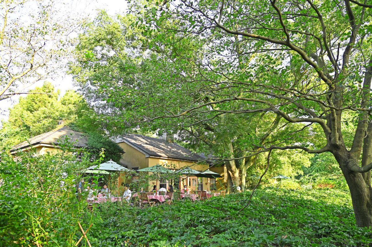 もふもふの猫スタッフがお出迎え 英国スタイルのカフェ ドリプレ ローズガーデン 千葉県 君津市 るるぶ More