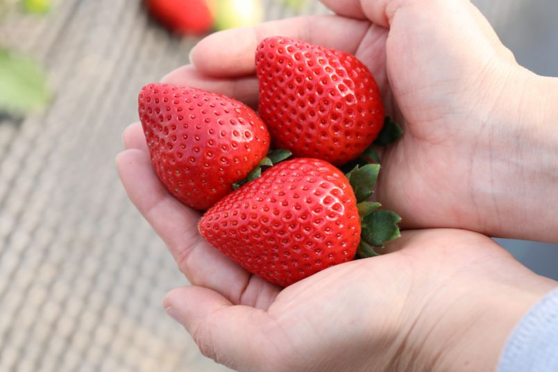 栃木・いちご狩り】ニューフェイス「とちあいか」も！日光ストロベリー