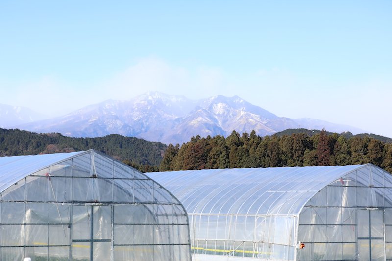 栃木 いちご狩り ニューフェイス とちあいか も 日光ストロベリーパークで甘 いイチゴを食べ放題 るるぶ More 栃木 いちご狩り ニューフェイス とちあいか も 日光ストロベリーパークで甘 いイチゴを食べ放題 るるぶ More