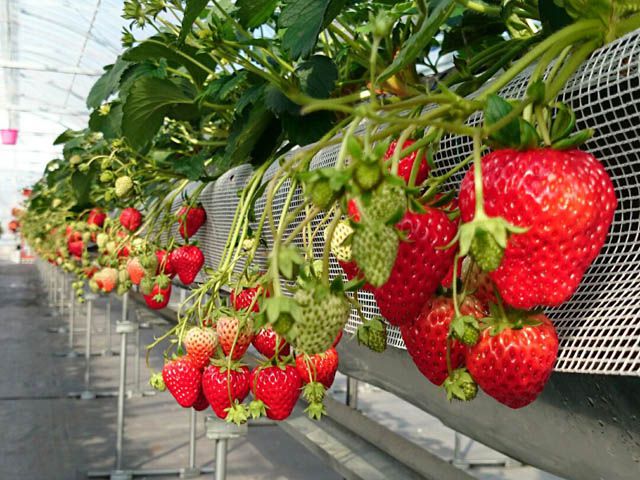 岐阜県でおすすめのいちご狩り22 時期 12月 6月 食べ放題が人気