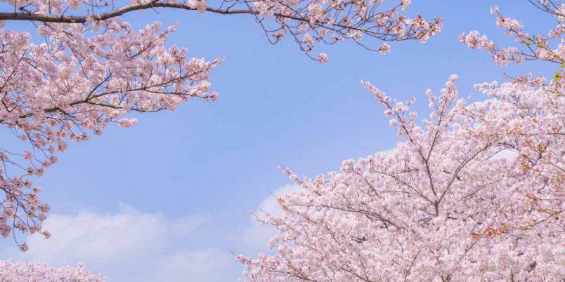 奈良県のお花見 桜の名所 22年最新 夜桜 ライトアップや桜祭りも